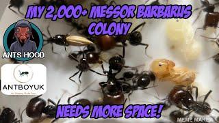 My 2,000+ Messor barbarus colony, needs more space!