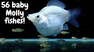 Molly Balloon Fish #Giving Birth to 56 Babies | Silver Molly Fish | White Molly