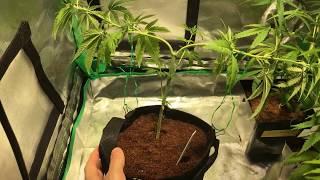 How to LST simple fast and easy using smart pots