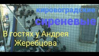 Кировоградские сиреневые. В гостях у Андрея Жеребцова. Николаевские голуби. Часть 1 Nikolaev pigeons