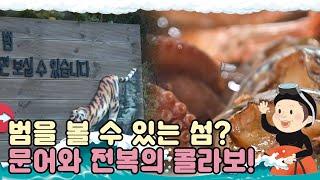 [섬마을 할매 시즌1]  청산도 2편 l 오늘도 쉴 틈이 없다! 최고급 전복을 향한열정