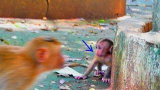 Need comfort....but baby monkey SARIKI don't seen mom SARIKA and brother monkey SABA come to comfort