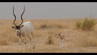 The Amazing Addax - A Desert-Dwelling Antelope