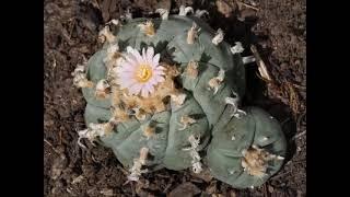 Nuestras Rosas del Desierto - Mikael V. Esparza