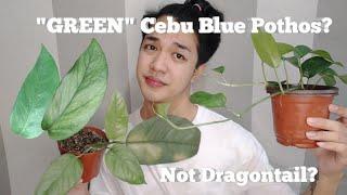 "GREEN" CEBU BLUE POTHOS? |Rex Novida