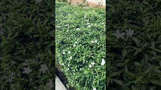 my garden #garden #plants #gardening #decor #trendingshorts