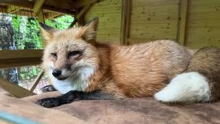 Алиса - лиса. Алису лучше не трогать #животные #лисяо #fox #лиса #собака #animals