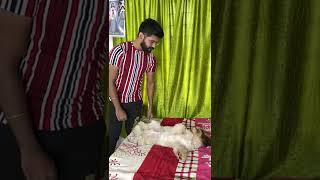 Cats Vs Our Dog  | sheethal elzha official | sheethal vinu | skippy here | puppy|