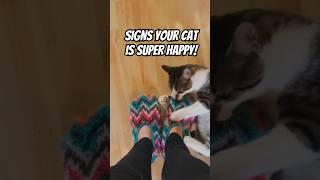 Signs Your Cat is Super Happy! #HappyCat #CatBehavior #PetCare #CatLovers #FelineHappiness