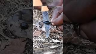Do Cobras Really Grow Pearls⁉️