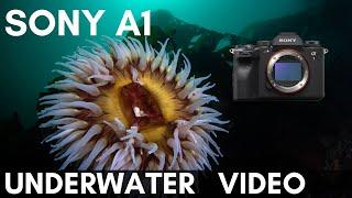 Sony A1 4K Underwater Video