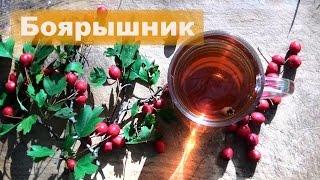  Боярышник | Свойства и применение | Чай из боярышника