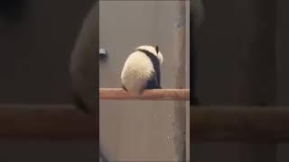 Panda Was Too Tired 