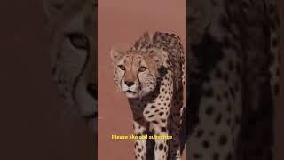 Cheetah The King Of Speed  #wildlife #bigcat #factshorts  #animals #lion #leopard  #tigers #facts