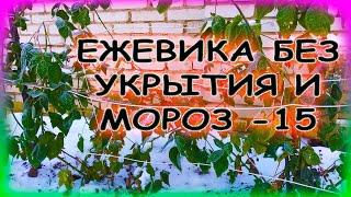 Оставил ЕЖЕВИКУ без зимнего укрытия. Что будет дальше? Как укрыть ежевику на зиму. Ежевика.