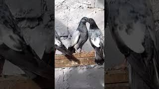 Hb ybs Pakistani Pigeon 2017