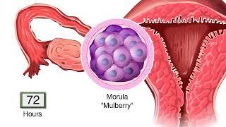 What Happens After Fertilization? Human Embryo Development Animation Video - Blastocyst Implantation