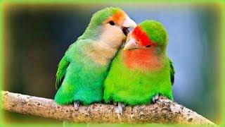  Lovebirds' Sounds - 1 Hour