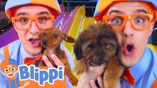 Blippi got a puppy!  How should we call it? | Blippi | Educational Kids Videos | Moonbug Kids