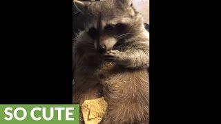 Lazy raccoon eats chips off his belly