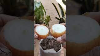 my plants #garden #naturelife #success #nature #farming #plants #succulent