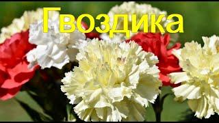 Гвоздика.  Виды