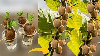 How to Grow Kiwi Plants From Kiwi Fruit || How to Grow Kiwi From Seed || Growing Kiwi Plants