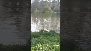 Swans at St. James's Park