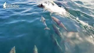 Common Dolphins, West Cork, Ireland