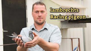 Stefaan Lambrechts racing pigeon : Master Pigeon Breeder in bemguim.