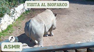 ASMR ITA - Visitiamo il Bioparco di Roma 