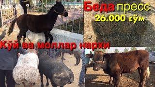 2-кисм.Андижон (утлар) мол ва куйлар нархи 21-октябрь