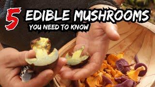 5 WILD EDIBLE MUSHROOMS YOU NEED TO KNOW - Foraging For Free Food With A Mushroom Expert