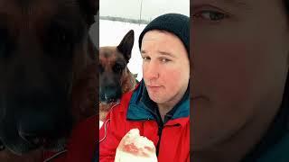 Не успел я понюхать сало как оно было изъято  #хорошеенастроение #собака #овчарка #смех #юмор