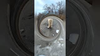 Встреча двух собак, ледяной и настоящей