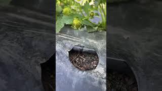 Wateringполив сорт альба #goodday