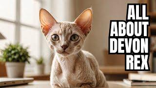 Devon Rex Cat (Everything You Need to Know) 