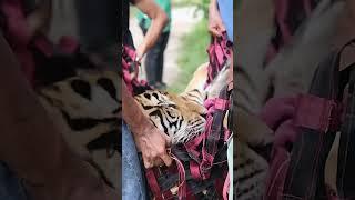 Tiger Chained Up Her Whole Life Takes Her First Free Steps | The Dodo