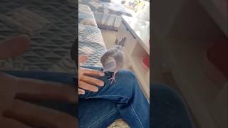 The story of a girl who help a family of bird #nest #babybird #birdslover #animalrescue