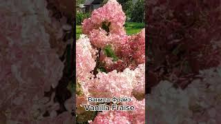 Гортензия метельчатая Ванила Фрайз (Hydrangea paniculata Vanille Fraise) #гортензии #сад #дача