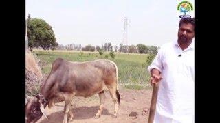 Young Organic Farmers of Punjab 2: Ravdeep Singh Pharwahi