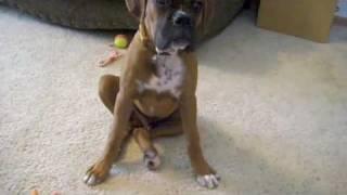 Hip dysplasia in Boxer Puppy.