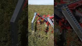 Apple Harvesting Machine!  #machine #machinery #farming