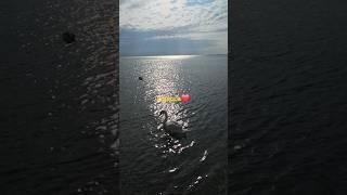 Одесса️#одессасегодня #море #черноеморе #лебедь