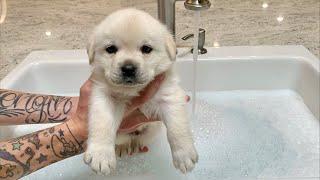 Fluffy Snowballs First Bath | LIVESTREAM!!