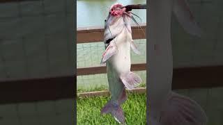 Channel CatFish in Brownsville Texas Resaca #fishing #956 #texas #monsterfish #trending