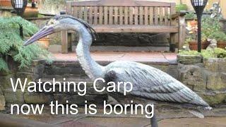 Watching Carp - Now This Is Boring