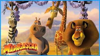 Journey to Africa  | Madagascar: Escape 2 Africa | DreamWorks Madagascar