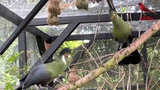 White Cheeked Turaco Bird Sounds | Turaco Bird Song | Aviary Birds #bird #birds