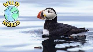 Wild World  -  Puffins | ZeeKay